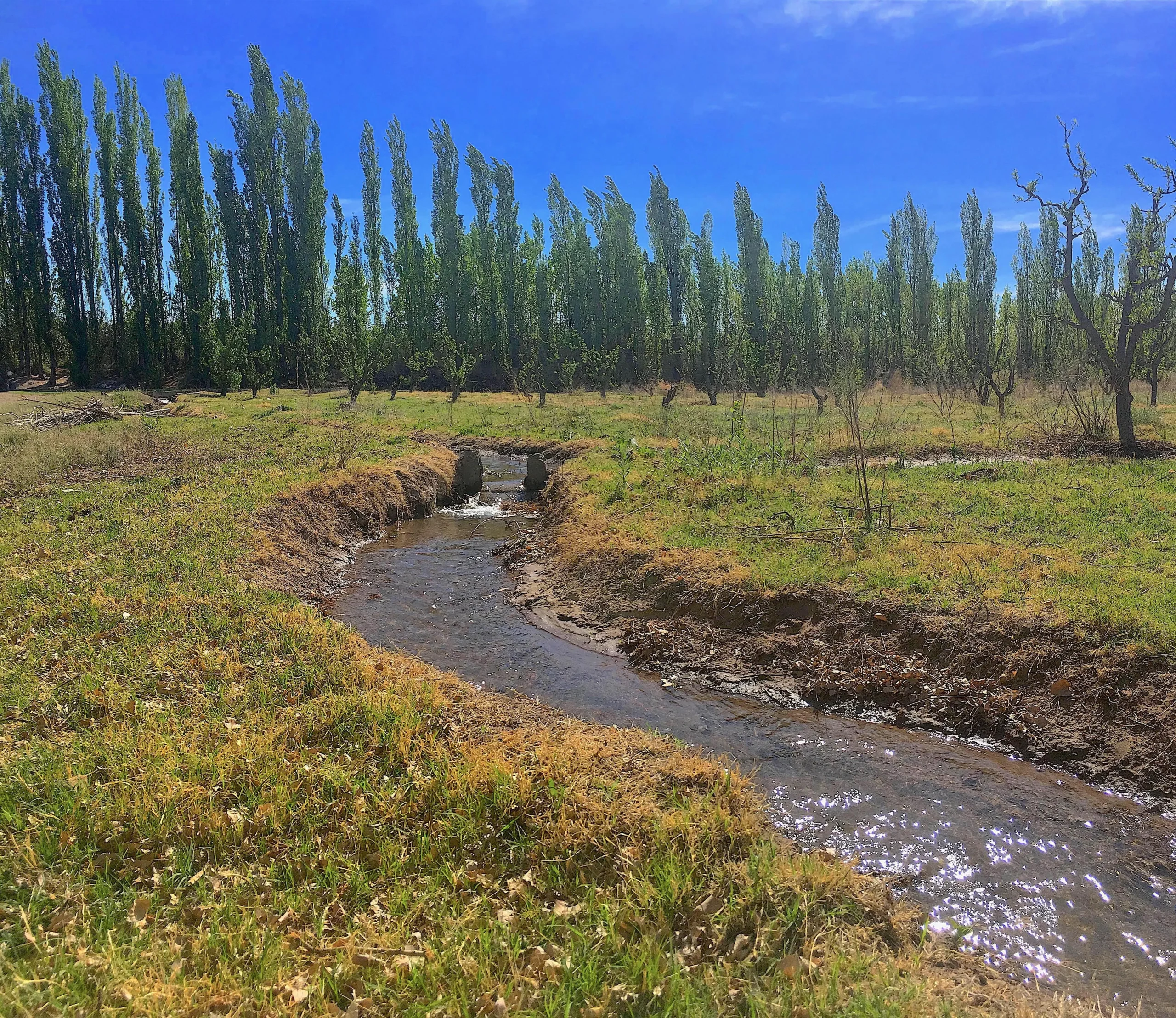 31-Acre Farm with View of the Sierra Pintadas (Painted Hills) Good Soil, Great Water