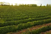 Charming Two-Story Pool Home, Malbec Vineyard & Orchard on 32 Acres with View