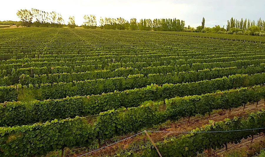 Charming Two-Story Pool Home, Malbec Vineyard & Orchard on 32 Acres with View