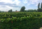 PRICE INCLUDES ALL CLOSING COSTS! 25 Acre Farm with Home & Pool, 8.5 Acres of Malbec Vineyard, Tourist Area Very Near Airport