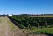 50-ACRE FARM WITH HALF IN GRAPES! Includes House, Tractor, Pickup Truck & More Land to Plant