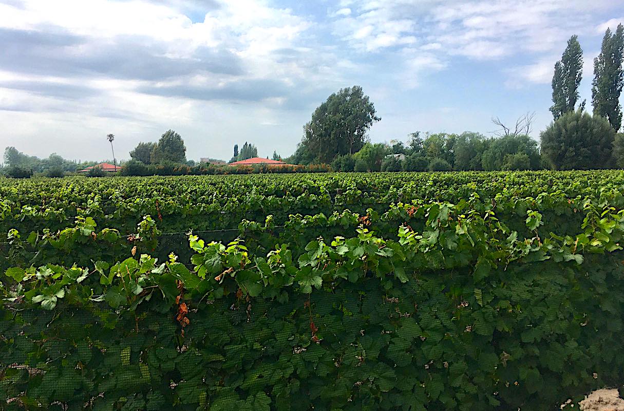 PRICE INCLUDES ALL CLOSING COSTS! 25 Acre Farm with Home & Pool, 8.5 Acres of Malbec Vineyard, Tourist Area Very Near Airport