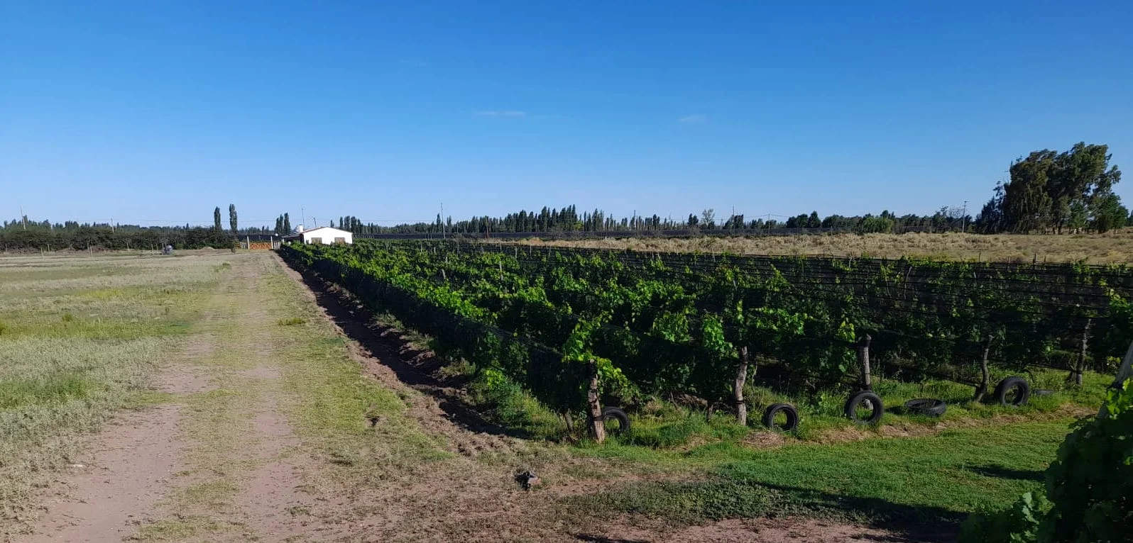 50-ACRE FARM WITH HALF IN GRAPES! Includes House, Tractor, Pickup Truck & More Land to Plant