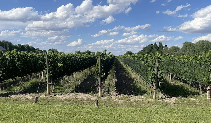 Beautiful & Well-Kept Vineyard With Pool & Cabana in Prime Location