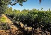 28 ACRES IN VINEYARD & ORCHARD Boutique Wine-Making Operation with House and Barns