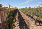 GORGEOUS VINEYARD PROPERTY! 24-Acre Farm with Pool Home and 20 Acres in Vineyard