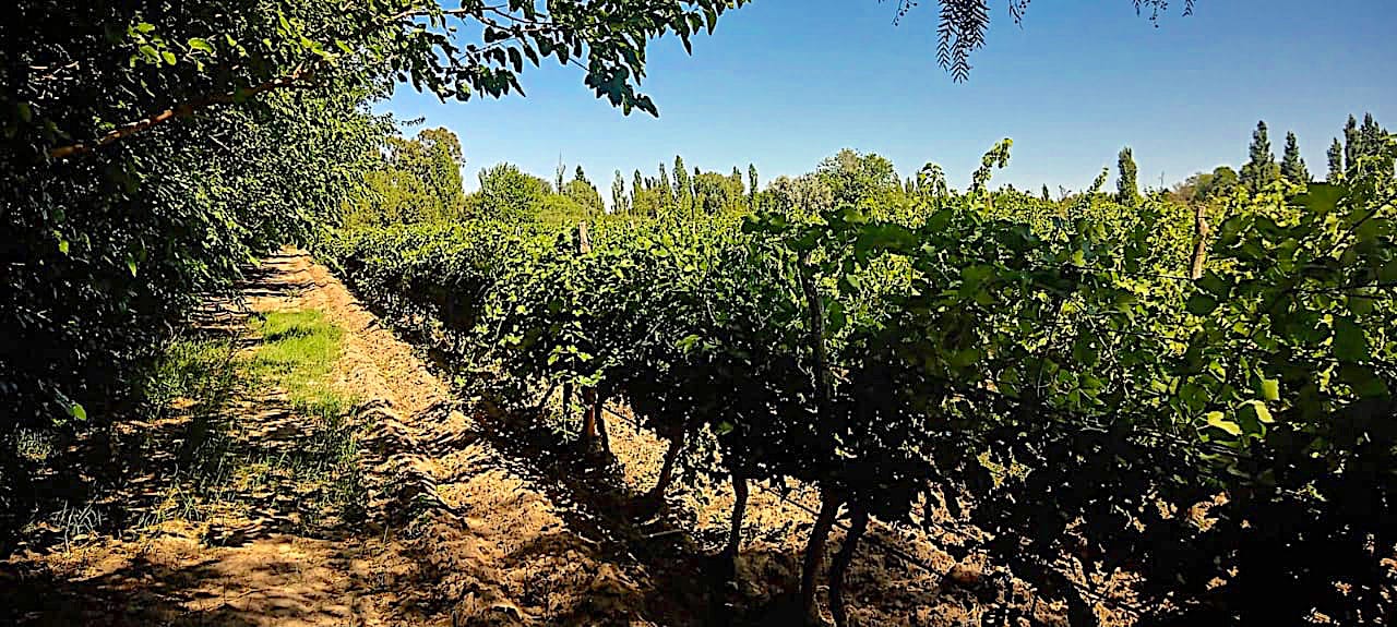 28 ACRES IN VINEYARD & ORCHARD Boutique Wine-Making Operation with House and Barns