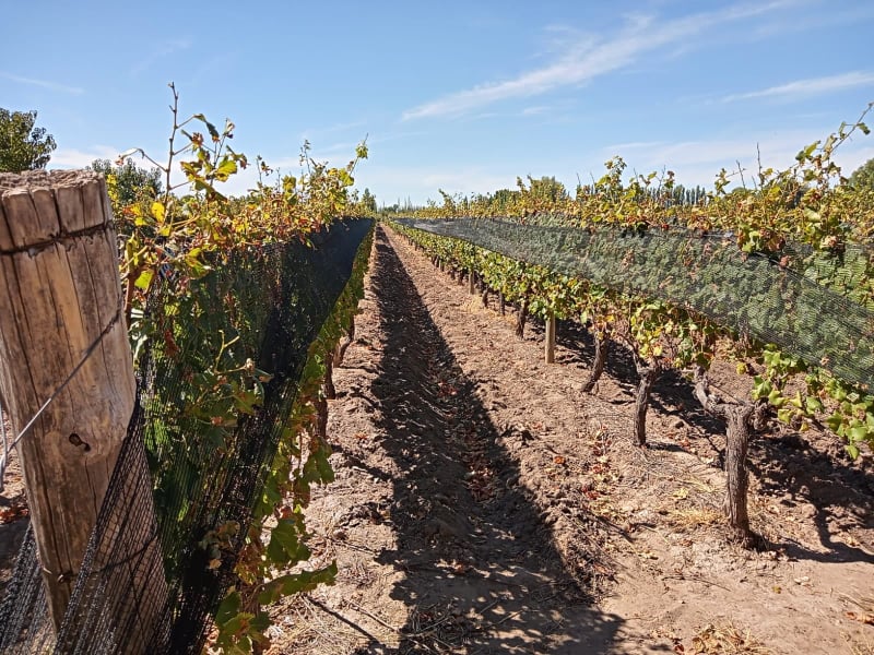 GORGEOUS VINEYARD PROPERTY! 24-Acre Farm with Pool Home and 20 Acres in Vineyard