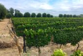 PRICE INCLUDES ALL CLOSING COSTS! 25 Acre Farm with Home & Pool, 8.5 Acres of Malbec Vineyard, Tourist Area Very Near Airport