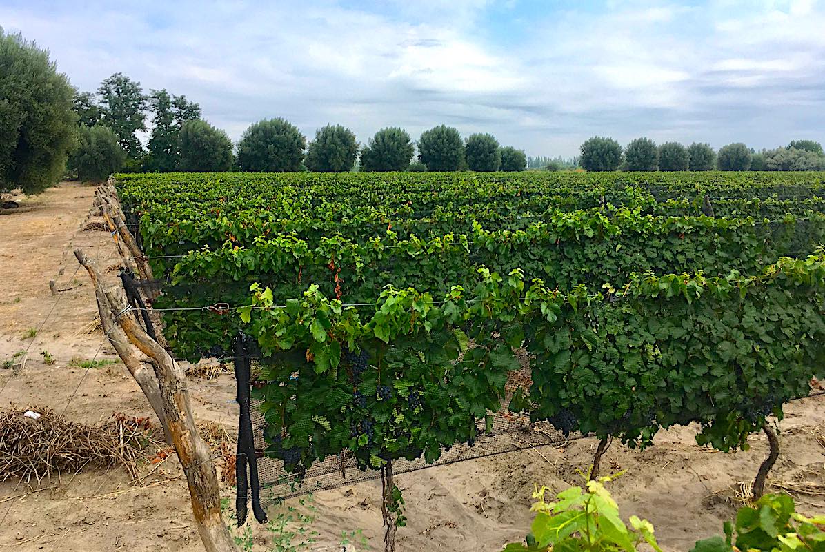 PRICE INCLUDES ALL CLOSING COSTS! 25 Acre Farm with Home & Pool, 8.5 Acres of Malbec Vineyard, Tourist Area Very Near Airport