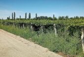28 ACRES IN VINEYARD & ORCHARD Boutique Wine-Making Operation with House and Barns