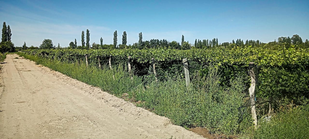 28 ACRES IN VINEYARD & ORCHARD Boutique Wine-Making Operation with House and Barns