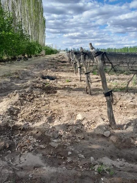 Vineyard with Fine Wine Grapes and Orchard on 36 Acres