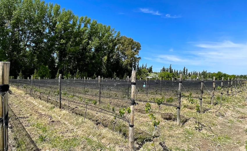 Beautiful Forested Tourism Finca with Cabanas, Pool & Vineyard