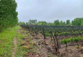 MALBEC VINEYARD ON 12 ACRES 5 Acres of Grapes Under Netting Tourist Zone