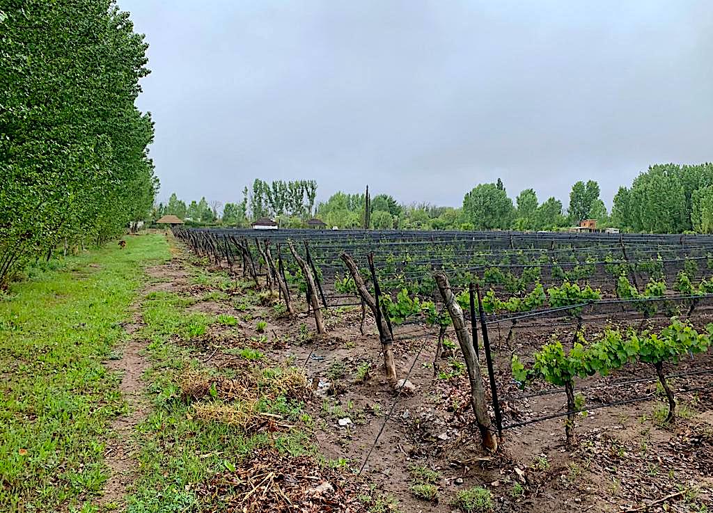 MALBEC VINEYARD ON 12 ACRES 5 Acres of Grapes Under Netting Tourist Zone