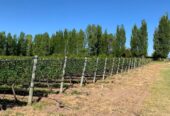 Boutique Winery, Vineyard and Tourism Project with Restaurant