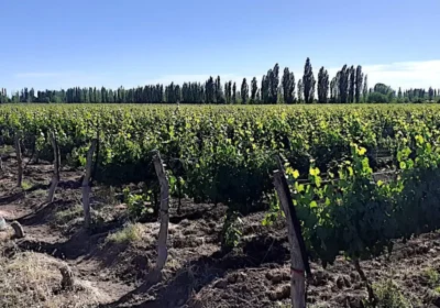 vineyard3