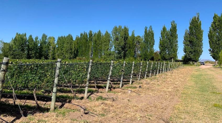 Boutique Winery, Vineyard and Tourism Project with Restaurant