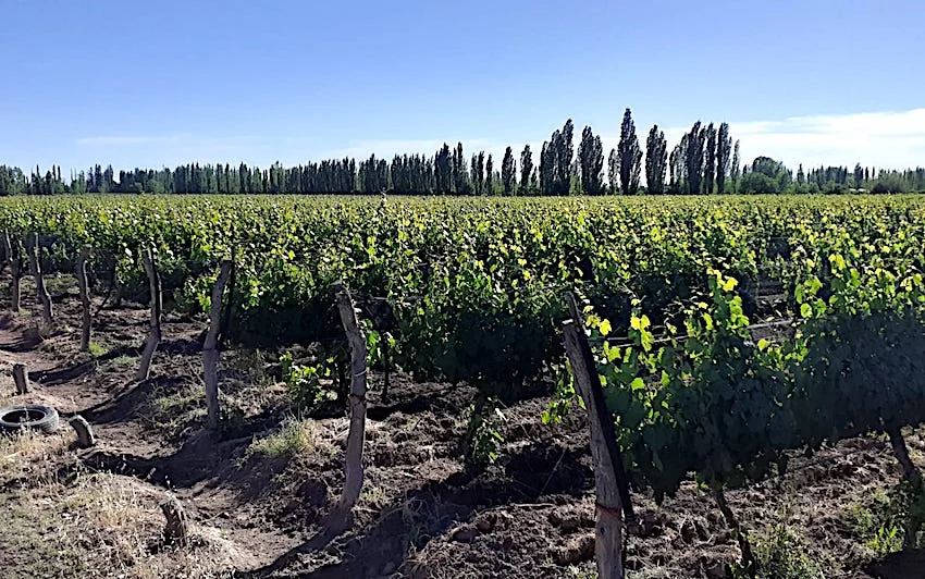 Vineyard with Fine Wine Grapes and Orchard on 36 Acres
